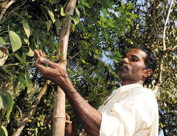 Producteur poivre noir coopÃ©rative FTAK en Inde